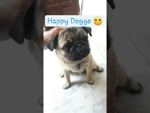 Pug DNA test #shorts #jerrythepug