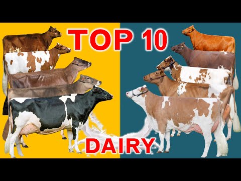 , title : 'Top 10 Dairy Cattle Breeds in the World | In terms of Sales Revenue in US Dollar per Cow'