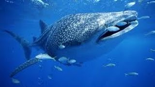 preview picture of video 'Whale Shark Similan Islands & 8 Mile Rock | Underwater HD by Scuba Explorer'