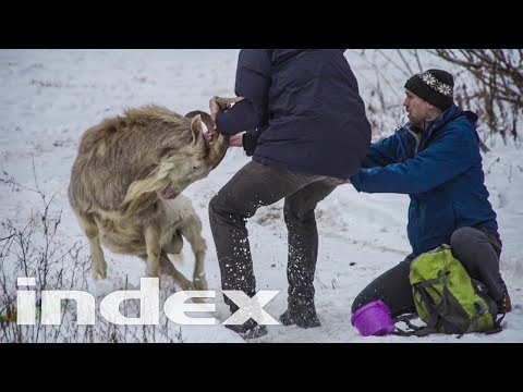 Szüksége van e egy féregmegelőzésre férgek gyógyszere szoptató anyák számára