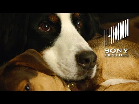 A Dog's Way Home (TV Spot 'Shelter Pets Day PSA')