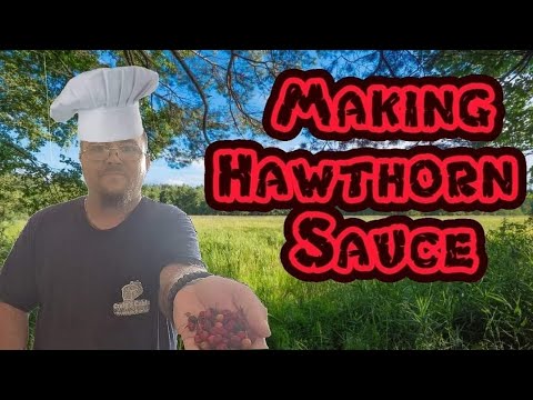 Making Foraged Hawthorn ketchup
