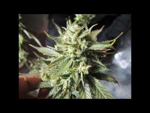 Outdoor vs. Indoor ("Planters Of The Trees" Double Disc Album "Mendo Dope""