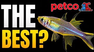 These Are Secretly the Best Fish at Petco