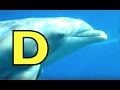 ALPHABET ANIMALS PHONICS ALPHABET SONG Part 6 EDUCATIONAL KID VIDEO TODDLERS PRESCHOOL K 3