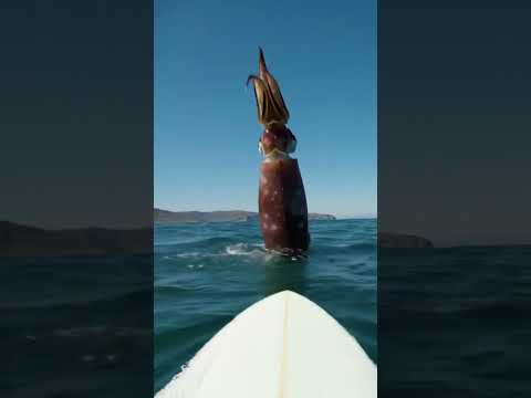 Giant Squid Performs INSANE Acrobatic Show Next To Surfboard! | AI