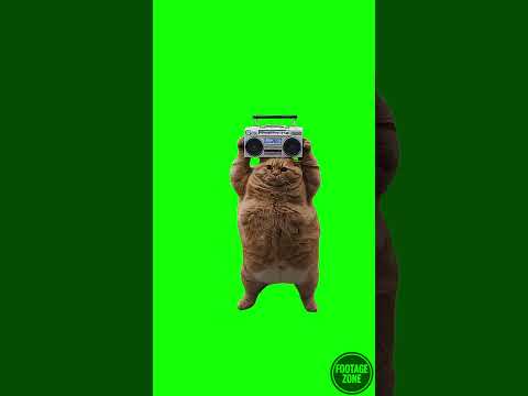 Cat Dancing Green Screen 4K  #cat #catmeme #dancing #dance