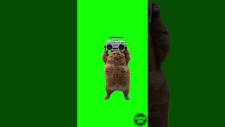 Download lagu Cat Dancing Green Screen 4K  #cat #catmeme #dancing #dance mp3