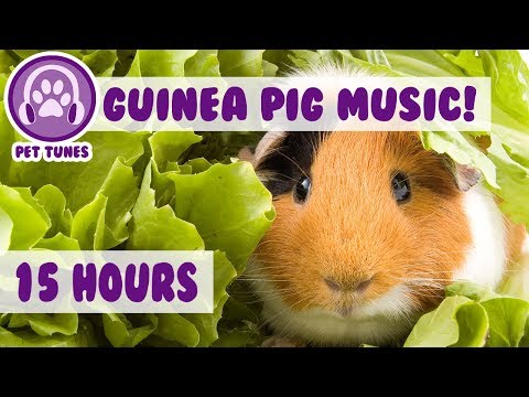 image-What music do guinea pigs like?