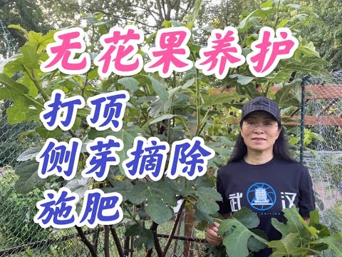 無花果摘心
