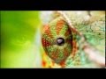 Marillion-She chameleon