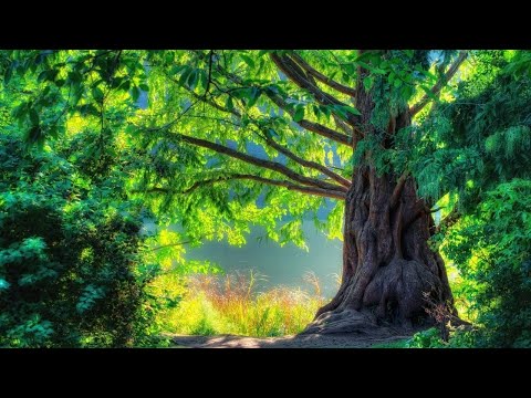 10 Most Beautiful Forests in The World | AMAZING WORLD SL