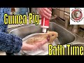 How To Bathe A Guinea Pig Step By Step Easy Instruction