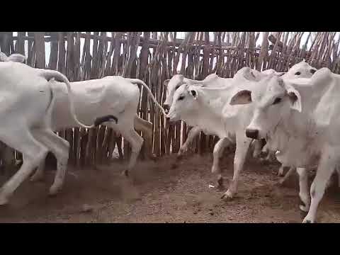  40 Bezerras Nelores: 1.750 reais cada em Solidão/ Pernambuco. Whatsapp 84 99810 2784*#gado 