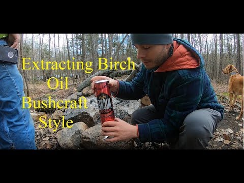 Extracting Birch Oil Bushcraft Style