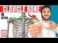 Clavicle Bone Anatomy 3d Anatomy Of Clavicle Bone Attachments Anatomy Bones Of Upper Limb