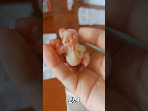 من بيضة ضعيفة لبغبغات جميل.. قصة تشوتو🥹🦜