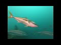 HMAS Hobart Dive South Australia
