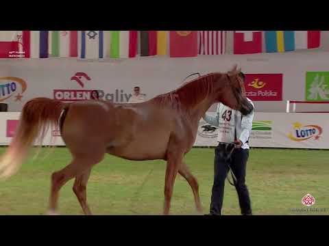 N43 ELGAROLIA - 2020 PRIDE OF POLAND - 42nd Arabian Horse National Show - 2 Years Old Fillies (C...