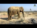 Rescued Circus Elephant Sita Walking Across A Field