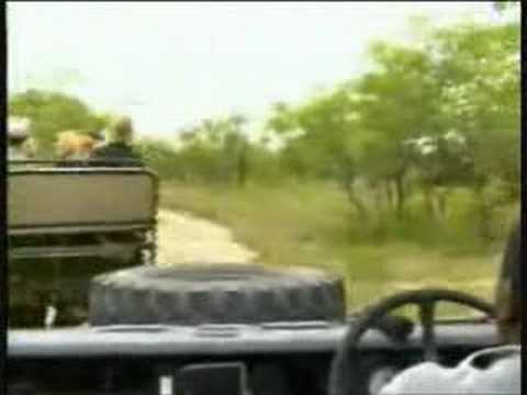 WildEarth Djuma Lion 13-Nov-07