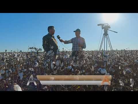 Contratista Rural - Sr. Alan Mosdien - Cosecha de Algodón Zona Pampa del Indio Provincia del Chaco.