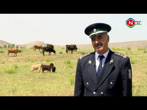 Bərəkət - 29.05.2021