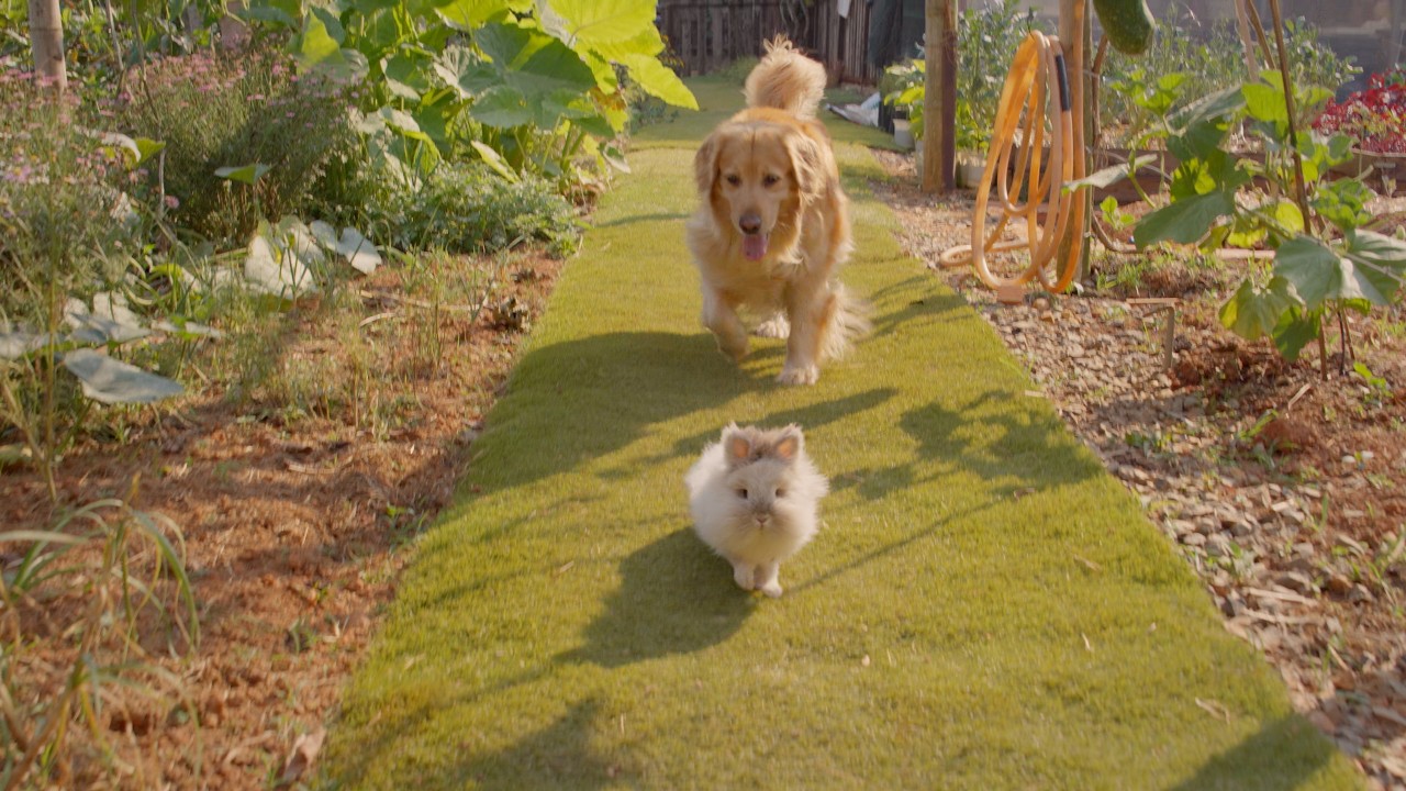 【種族を超えた絆】ゴールデンレトリバーとウサギの庭での鬼ごっこが可愛すぎた！