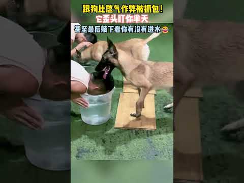 跟狗比憋气作弊被抓包！它歪头盯你半天，甚至最后躺下看你有没有进水😂#dog #funny