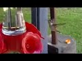 Rare slow motion video of hummingbird and hummingbird moth flying together