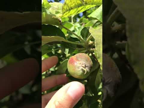 Venturia inaequalis (Elma kara lekesi)