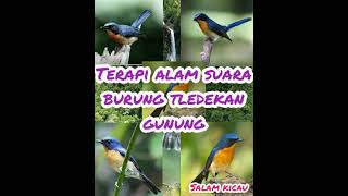 Download lagu TERAPI AMPUH SUARA BURUNG TLEDEKAN GUNUNG DI ALAM... mp3