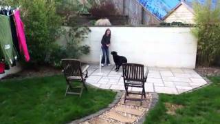 Jess: The amateur agility dog: