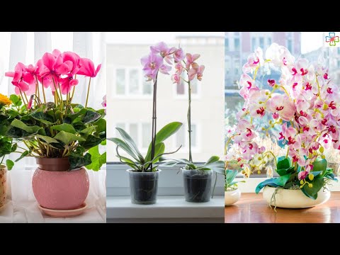 , title : 'Awesome Indoor Windowsill Flower Garden Ideas'