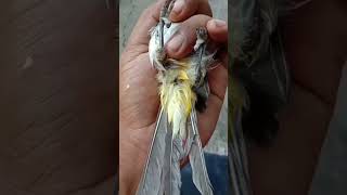 Download lagu How to accurately identify male trucukan #trucukan #male trucukan #shorts mp3 Download lagu How to accurately identify male trucukan #trucukan #male trucukan #shorts mp3