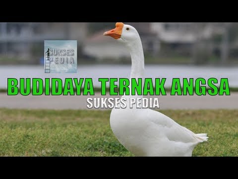 , title : 'CARA LENGKAP BUDIDAYA TERNAK ANGSA DENGAN BENAR'