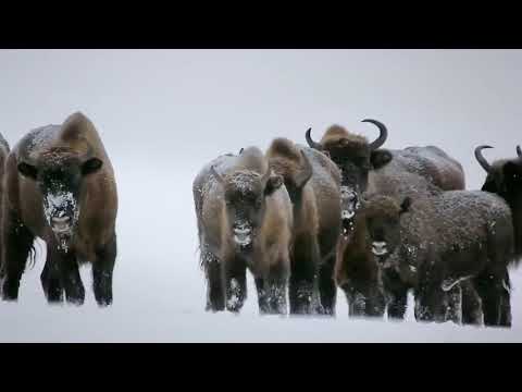 Wilcze Góry  --Karpaty Wschodnie   720p  .poklatkowy -udostępniam