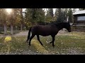 I Got My Stallion Back
