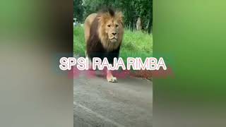 Download lagu sp di raja rimba orginal mampu menyedot anakan mp3 Download lagu sp di raja rimba orginal mampu menyedot anakan mp3