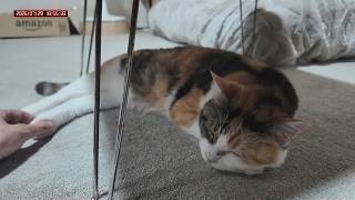三毛猫フミちゃん　 LIVE配信　2026年7月29日　calico cat　(LIVE stream)