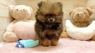 ポメラニアンの動画01