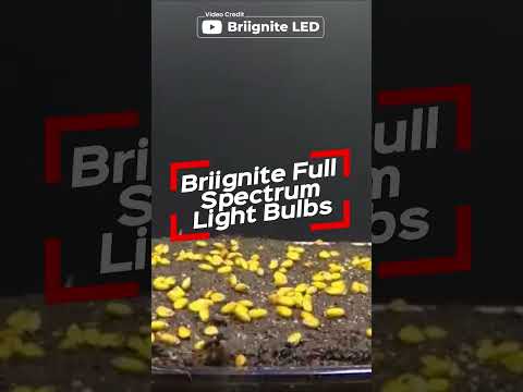 Best Full Spectrum Light Bulb #shorts