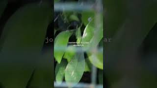 Download lagu Shot Breding Pleci Di Aviari - Akhirnya Menetas Juga #ternak #pleci #josterops #aviary #shorts mp3