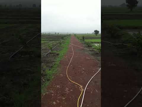 Mango avenue Project Amoni for Recroots