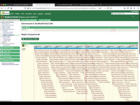 10 - Genomic Region Comparison view in Gramene