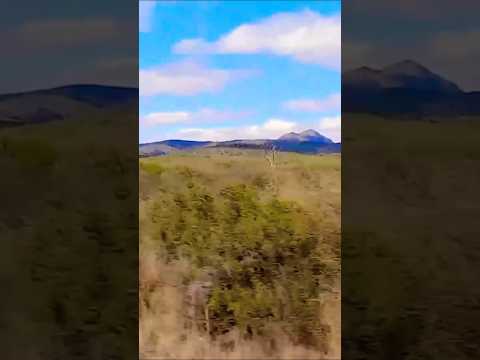 Taninga, Provincia de Córdoba, Argentina.#taninga