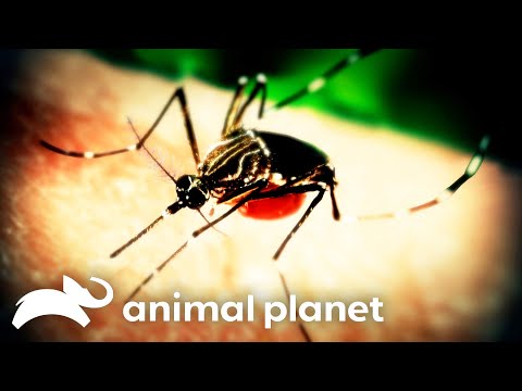 Malaria Takes Over A Programmer's Brain | Monsters Inside Me | Animal Planet