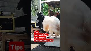 Download lagu Cara mengawinkan kambing dara kekecilan. #peternakmuda #ternak #sobatngarit #nganjuk #goat #etawa mp3