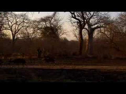 Wild Dogs - On the Hunt