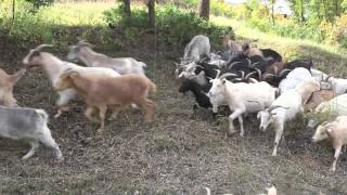 Goats-for-Hire Reduce Wildfire Risk